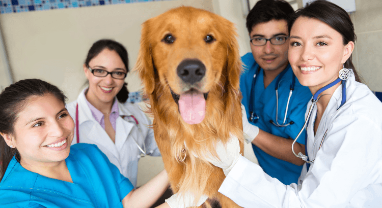 Carreira em Medicina Veterinária: Vale a pena?