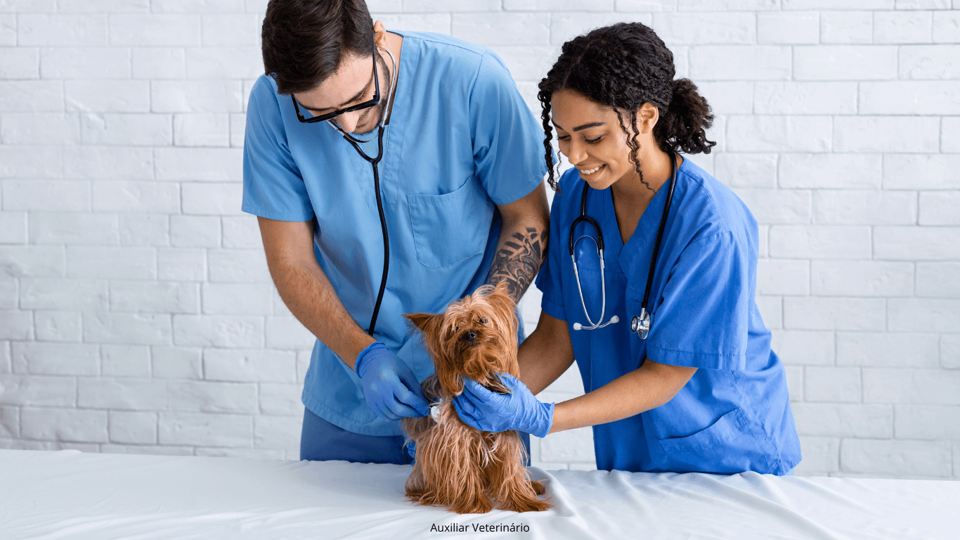 Curso de Auxiliar de Veterinário: Tudo que Você Precisa Saber!