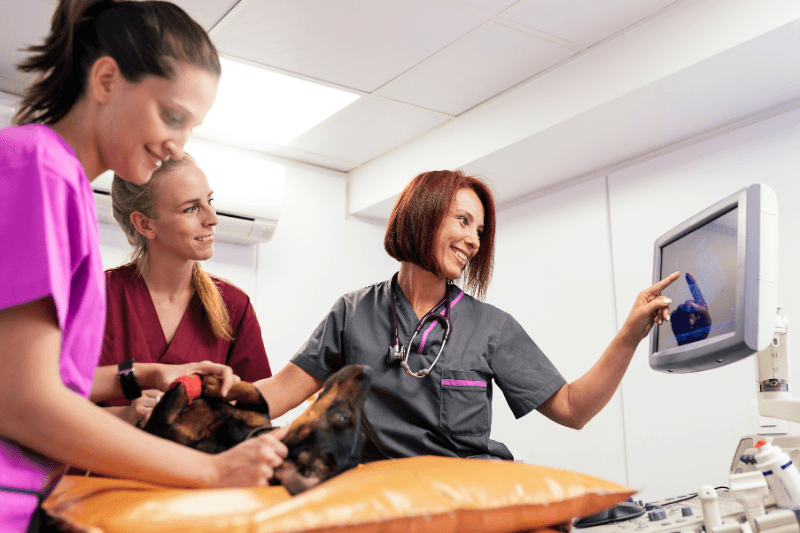 Atuaçao do auxiliar de veterinário